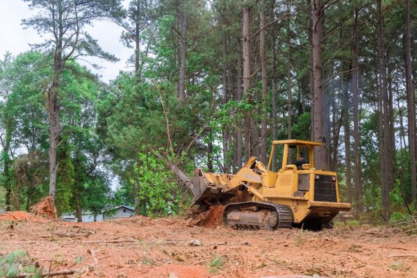 Trees Clearing in Post Falls