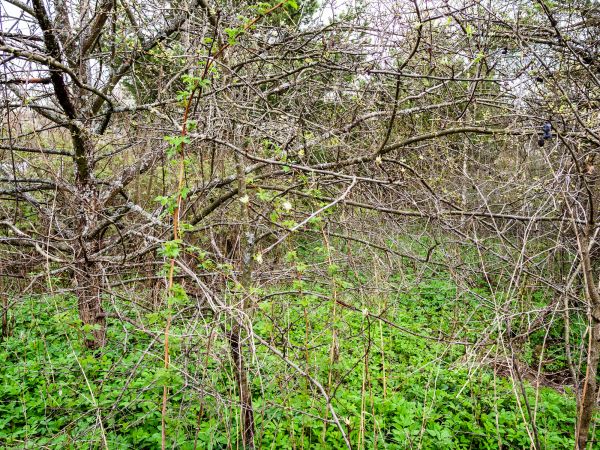 Underbrush Clearing in Post Falls