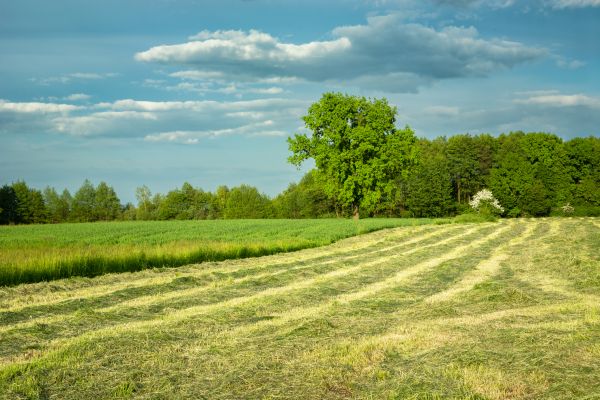 Cost of Vegetation Removal in Post Falls