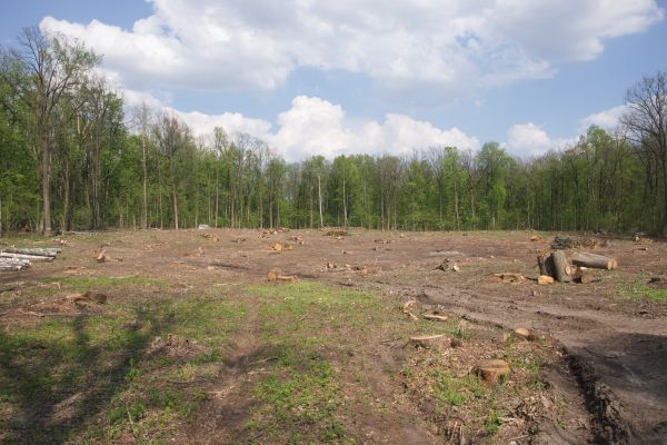 Pasture Clearing in Post Falls