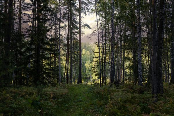 Pine Tree Clearing in Post Falls