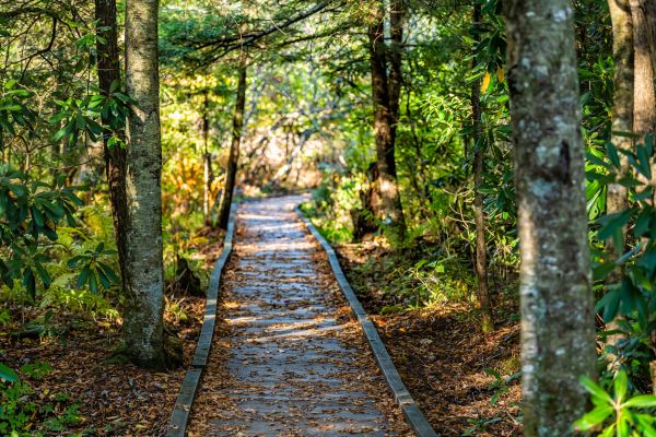 Cost of Trail Clearing in Post Falls